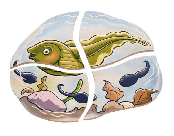 Lagen-Puzzle „Frosch“ – Bild 5