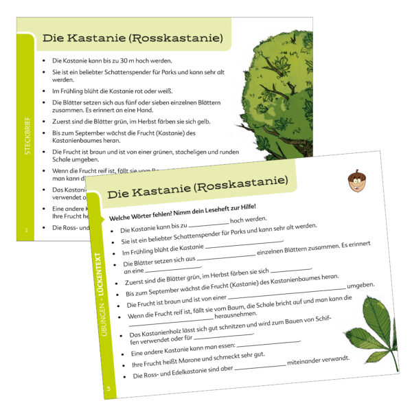 Sachunterricht: Bäume – Bild 2